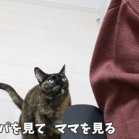 甘えにきたサビ猫のももちゃん