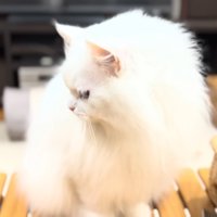 横を向いて返事するシロちゃん