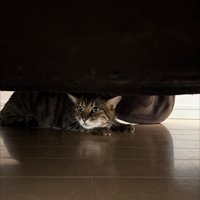 隠れる猫