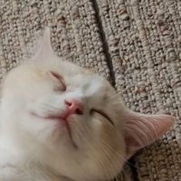 寝ている子猫