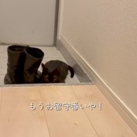 見る猫