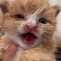 鳴いている子猫の顔