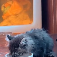 ごはんを食べる子猫