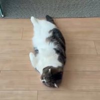 脱力して床に寝転がる猫