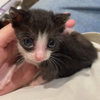 カメラの方を見る子猫