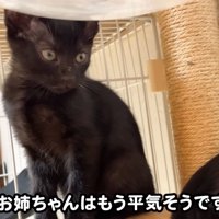 テロップ「お姉ちゃんはもう～」