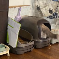 トイレに入った2匹の猫