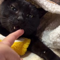 人の指を握る猫