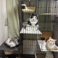 ケージにいる猫