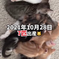 母猫に群がる子猫たち