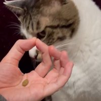 横目で盗み見する猫