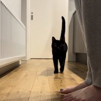 ママさんを追い掛ける黒猫