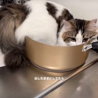 鍋に入りきっていない猫