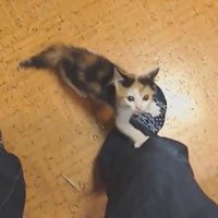 人の足元で見上げる子猫