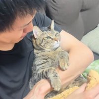 人に抱かれている猫