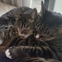 顔をくっつけて寝る3匹の猫