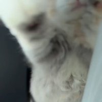 カメラに飛んでくる猫