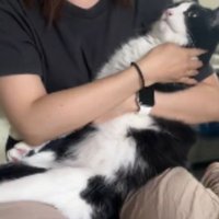 抱っこされている猫