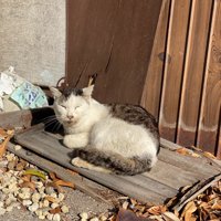 外にいる猫