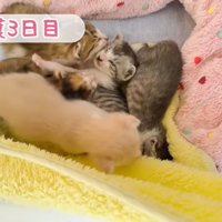起こす子猫