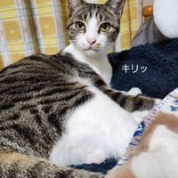 キリッとした猫