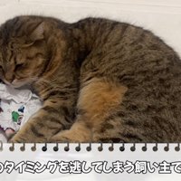 エコバッグの上で寝そべっている猫