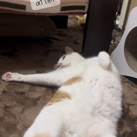 カーペットに仰向けに寝る三毛猫
