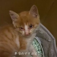 ボロボロの子猫