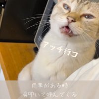 飼い主に鳴き声をあげる猫