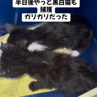 ごはんを食べる子猫たちの背中