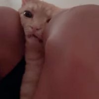 太ももに挟まれる猫
