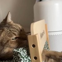 ベッドで寝ている猫