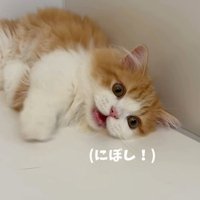 にぼしを催促する子猫