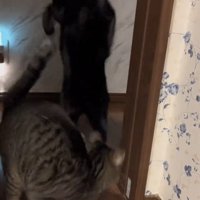 後ずさりする2匹の猫