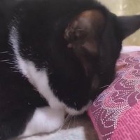 座布団に顔を擦り付ける猫