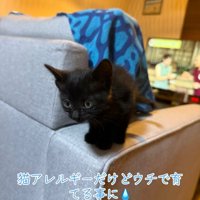 ソファに乗る子猫