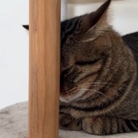 キャットタワーの柱の後ろに隠れる猫