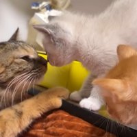 箱の中で遊んでいる子猫