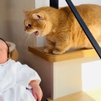 赤ちゃんを威嚇する茶トラマンチカン