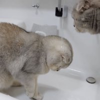 水を浴びる猫の写真