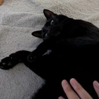 撫でられる猫