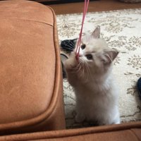 紐で遊んでいる子猫