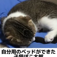 猫用ベッドでくつろぐ子猫