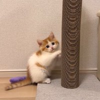 爪とぎ中飼い主をじっと見つめる猫