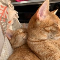 寝ている猫たち