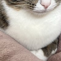猫の胸毛のアップ