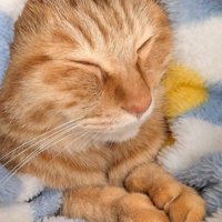 手を合わせて目をつむる茶トラ猫