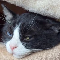 毛布にアゴを乗せてまどろむ猫