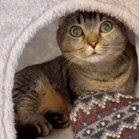 目を丸くするきんたろうくん