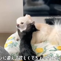 犬に抱きつく子猫